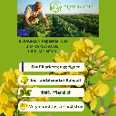 Bio Rapswachs für Standkerzen Keragreen 3.png