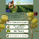 Bio Olivenwachs für Behälterkerzen Keragreen olive 3.png