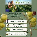 Olivenwachs für standkerzen Keragreen olive pillar 3.png