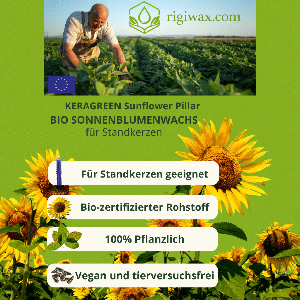 Bio Sonnenblummenwachs für Standkerzen Keragreen Sunflower Pillar 3.png