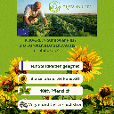 Bio Sonnenblummenwachs für Standkerzen Keragreen Sunflower Pillar 3.png